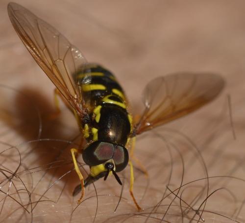Réf. 281 282 : Chrysotoxum festivum